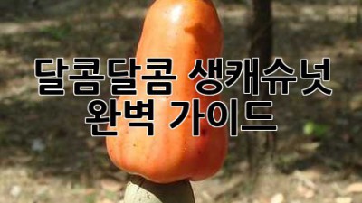 달콤달콤 생캐슈넛 완벽 가이드